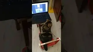 ОЧЕНЬ СМЕШНОЙ КОТ смотрит онлайн урок с восточных танцев живота))