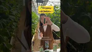 САМЫЙ ВКУСНЫЙ сорт огурцов 🥒