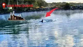 HAMMERHEAD SHARK IN POWER STATION WATERS?!