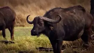 Serengeti HD [Tier Doku]