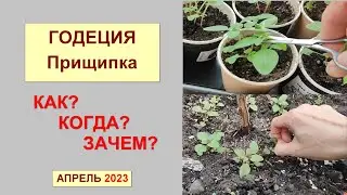 Годеция. Прищипка. Как, когда и зачем? Апрель 2023
