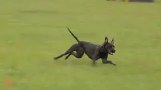 🐾🚀 Рады анонсировать запуск Курсинга!