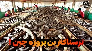 ترسناک ترین پروژه چین ! چرا چین میلیونها مار پرورش میده ؟