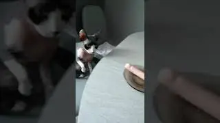 Приколы Тимур шарик