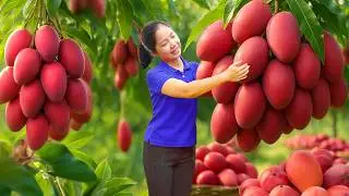 Harvesting Giant Red Mango Goes To Market Sell | Diem - Free Bushcraft