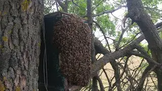 РОЙ ПЧЕЛ НЕ ВЛЕЗ В ЛОВУШКУ !!!