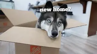Confused husky doesn't want to get left behind.. (WE ARE MOVING!)