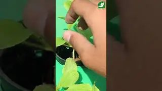 IDE SEDERHANA YANG BERGUNA OLAH AIR CUCIAN BERAS WARGA JADI NUTRISI TANAMAN
