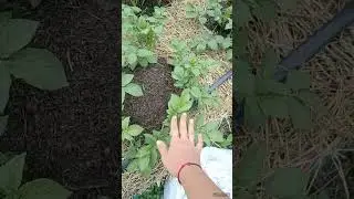 Выращивание картофеля - Супер метод - Удивительный урожай - Обустройство участка