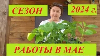 Работы в мае в саду и огороде. Посевы, посадки. Лунный посевной календарь на май 2024 г.