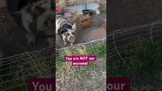 Piglets with Wrong Momma!! 🐷🐽🤣 #shorts #piglets #cutenessoverload