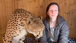 Masha reads a fairy tale to Cheetah Gerda.
