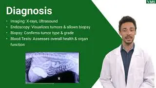 Gastric Neoplasia in Pets