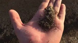 Апокалипсис сегодня. Море :) насекомых