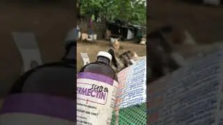 Dewormer (pampurga) sub cutaneous (Sq)-Ivermectin every 3 months
