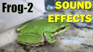 Frog Sound #2 | Sound Effects