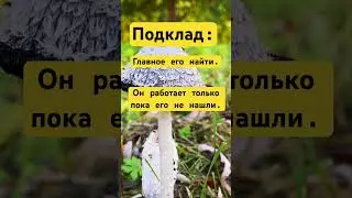#подклад