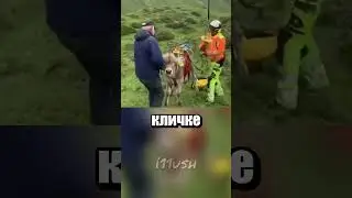 Летающая корова