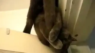 Замороченный Кот