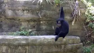 Сиаманг | Symphalangus syndactylus | Siamang