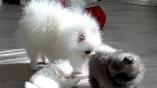 Щенки шпица.