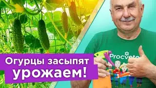 ОГУРЦОВ НАРАСТЕТ НЕМЕРЕНО! Дайте это огурцам в ИЮЛЕ, они покроются завязями и плодоносят до морозов