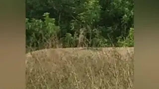 Ormond Beach police put out flier after coyote sightings