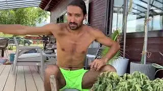 Как да Пресадим Стайно Растение? Пресаждане на Цвете в по-голяма Саксия с ЖельоМир