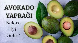 BÖBREK TAŞLARINI DÜŞÜREN BİTKİ | AVOKADO YAPRAKLARI