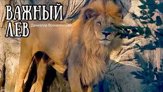 ❤️БЕЗ КОММЕНТАРИЕВ! Огромный ЛЕВ показал, КТО ХОЗЯИН В ДОМЕ!  Life of lions