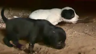 Poor baby dogs Not Enough breast milk to live