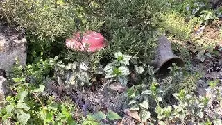 DIY garden decoration