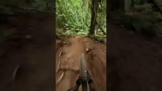 Tiger Mountain's newest blue trail!