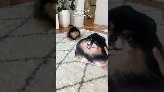 How I toilet trained my dog 😄 