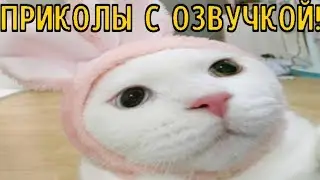 Кошечка Мурка и хозяйка. Смешное видео про котов Смешная озвучка!