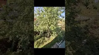 Груша загущение кроны нет урожая