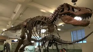 Amazing American Museum of Natural History in New York / From the Movie: Night at the Museum