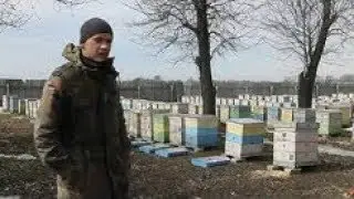 Алексей Жорновый ( Борец )- содержание на 145 рамку .Пасека 400 семей.
