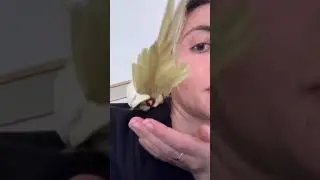 😨Как рожает попугай