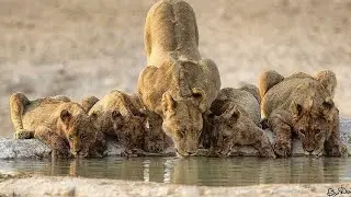 The Best Places To See Lions In Africa