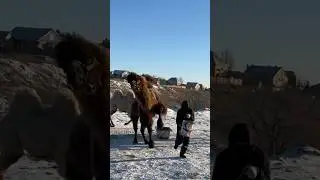 Верблюд на радостях может наступить на человека ❤️ 