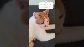 Pedro cat