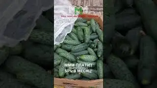 Крым. Оптовый рынок. Желябовка. Цены от 24.04.24