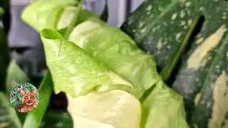 Monstera deliciosa 