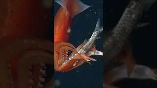 Squid day buffet