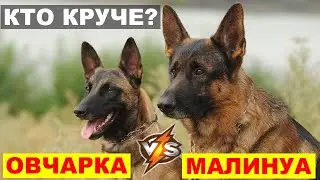 БОЛЬШОЙ ВОПРОС! Немецкая Овчарка или Малинуа для Службы и Охраны?