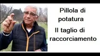 Pillola di potatura:  il taglio di raccorciamento