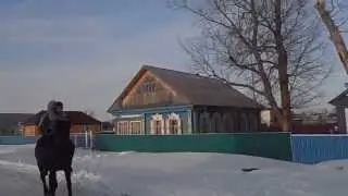 Собака верхом на лошади или собака наездник(Dog riding a horse)