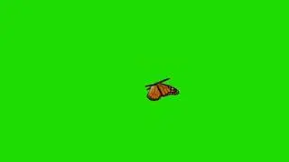 butterfly on green screen animation