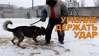 Немецкая Овчарка Найс. Раздел 